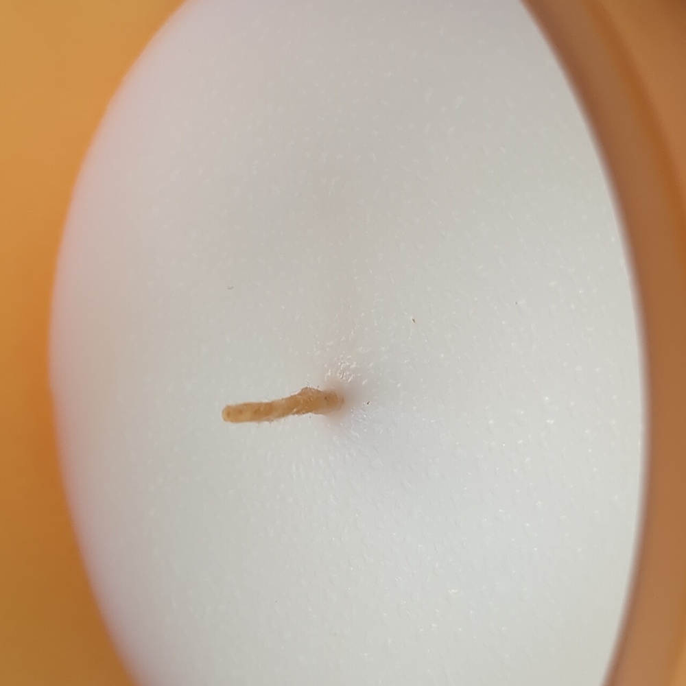 Summer & Rose Pumpkin Bliss Soy Blend Candle, 269g/9.5oz(4"x3"x3.5") - Picture 12 of 16